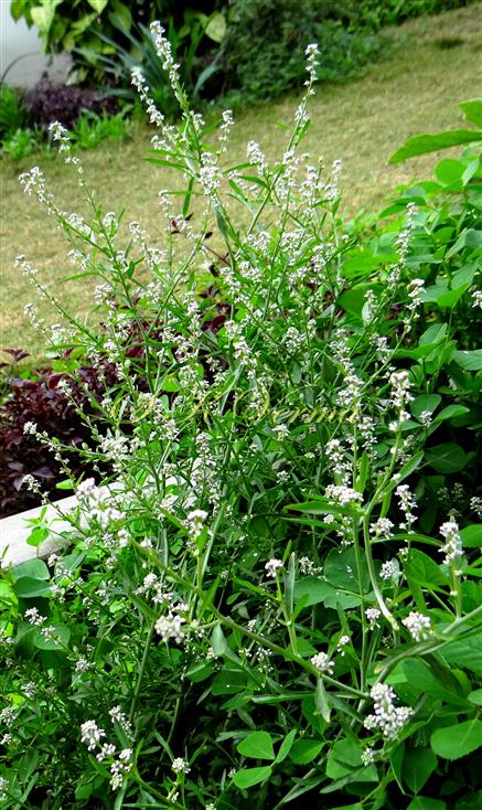  Plant